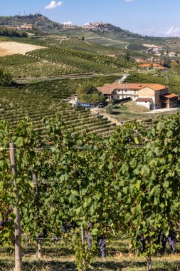 Langhe vineyards near Barolo Unesco Site, Piedmont, Italy