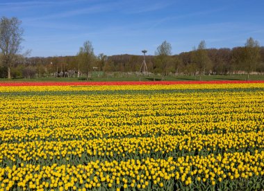 Hollanda 'da Lisse yakınlarında çiçek açan laleler