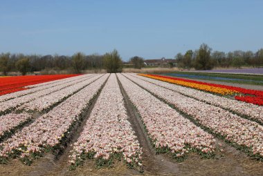 Hollanda 'da Lisse yakınlarında çiçek açan laleler
