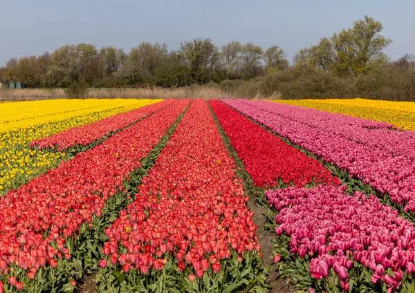 Поля Цветущих Тюльпанов Возле Лиссе Нидерландах Стоковое Изображение