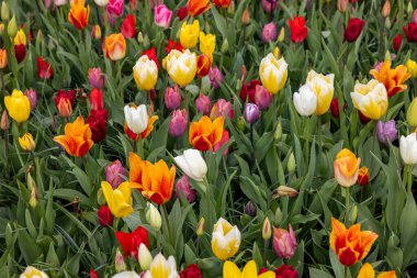 Bahçede açan renkli lalelerin karışımı.