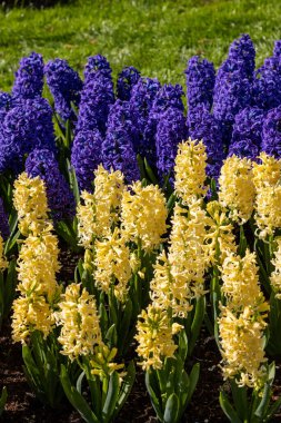 Bahçede açan sarı ve mavi sümbüller.