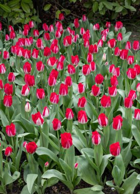 bir bahçede çiçek açan kırmızı lale