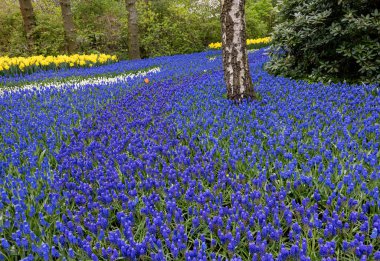 Özel mavi muscari bir bahçede çiçek açan çiçekler