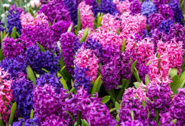 Bahçede açan renkli sümbüller.