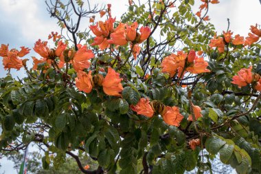 Madeira Adası Funchal 'da Afrika Lale Ağacı (Spatthodea campanulata) çiçekleri