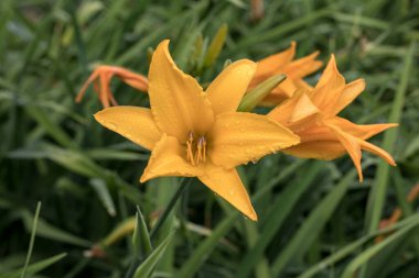 Hemerocallis middendorffii çiçeği. Hemerocallis middendorffii, Asphodelaceae familyasından Asphodelaceae familyasına ait bir bitki türü.