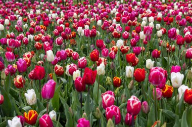 Bahçede açan renkli lalelerin karışımı.