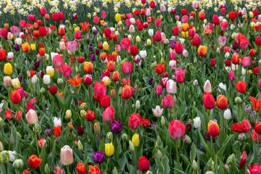 Bahar bahçesinde açan lalelerin ve nergislerin renklerinin ve kokularının bolluğu