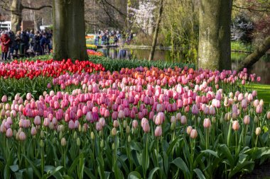 Keukenhof, Lisse Hollanda - 18 Nisan 2023: Hollanda, Lisse 'deki Keukenhof Garden' ı ziyaret edenler.