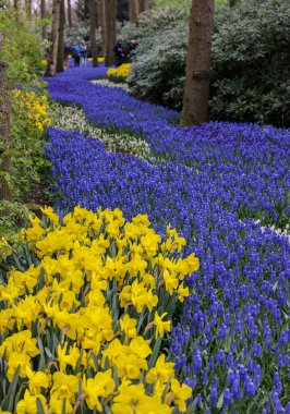 Keukenhof, Lisse Hollanda - 18 Nisan 2023: Hollanda, Lisse 'deki Keukenhof Bahçesinde sarı nergis ve mavi muscari çiçekleri çiçek açıyor.