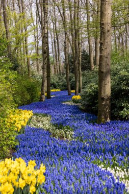 Hollanda, Lisse 'deki Keukenhof Bahçesinde çiçek açan sarı nergis ve mavi muscari çiçekleri.
