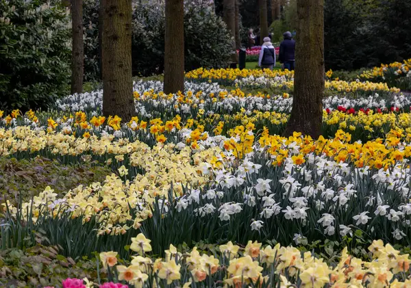 Keukenhof, Lisse Hollanda - 18 Nisan 2023: Hollanda, Lisse 'deki Keukenhof Bahçesi' nde renkli çiçekler.