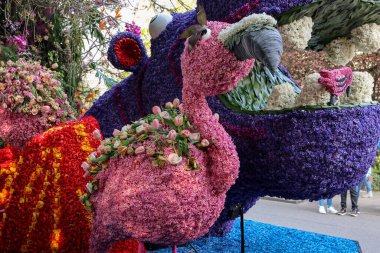 Noordwijkerhout, Hollanda - 21 Nisan 2023: Noordwijkerhout 'taki Bollenstreek çiçek geçit töreni öncesinde sunulan lale ve sümbüllerden oluşan flamingo