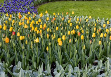Bir bahçede çiçek açan Sarı laleler