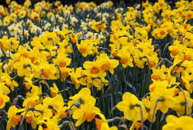 Sarı nergisler bahçede çiçek açıyor.