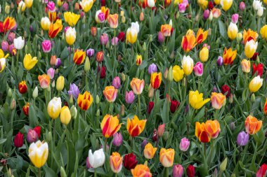 Bahçede açan renkli lalelerin karışımı.