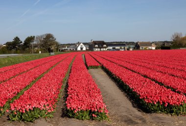 Hollanda 'da Lisse yakınlarında çiçek açan laleler
