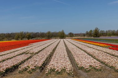 Hollanda 'da Lisse yakınlarında çiçek açan laleler