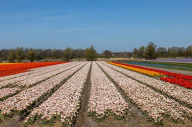 Hollanda 'da Lisse yakınlarında çiçek açan laleler