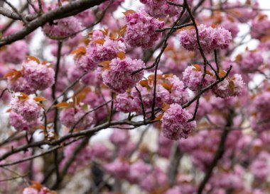 Bir bahar günü Van Gogh müzesinde ve Rijksmuseum 'da çiçek açan ağaçlarla dolu bir bahçe. Amsterdam, Hollanda