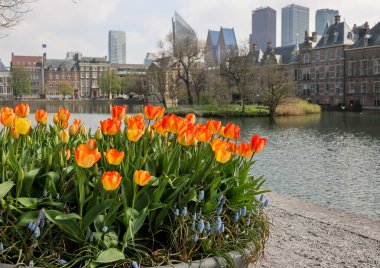 A flower bed with blooming tulips in front of Binnenhof - Dutch Parliament with Hofvijver pond, The Hague, The Netherlands; clipart
