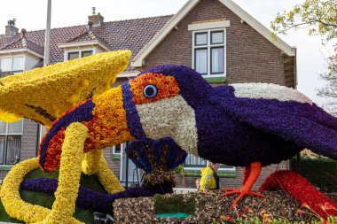 Noordwijkerhout, Hollanda - 21 Nisan 2023: Noordwijkerhout 'taki Çiçek Töreni öncesinde sunulan lale ve sümbüllerden oluşan papağan