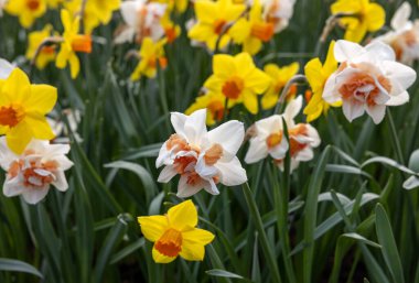 Sarı ve beyaz nergisler Bahçede açan çiçekler