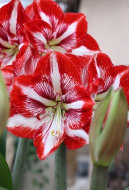 Güzel açan kırmızı ve beyaz Amaryllis çiçekleri