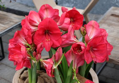 Pink Amaryllis flowers called Pink Rival clipart