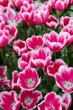 Kamaliya adında pembe ve beyaz laleler. Zafer grubu. Laleler çiçek özellikleriyle tanımlanan gruplara ayrılırlar.