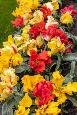 Sarı ve kırmızı lale, adı Zampa Papağanı. Papağan grubu. Laleler çiçek özellikleriyle tanımlanan gruplara ayrılırlar.