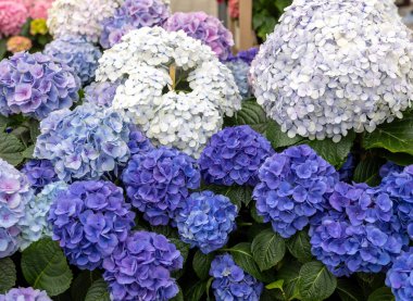  Bahçedeki güzel beyaz ve mavi bir ortancaya yakın çekim