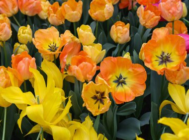 Sarı ve turuncu lalenin adı Gündüz Rüyası. Darwinhybrid grubu. Laleler çiçek özellikleriyle tanımlanan gruplara ayrılırlar.