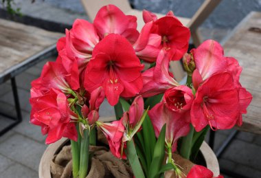 Pink Amaryllis flowers called Pink Rival clipart