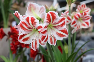 Beautifully blooming red and white amaryllis flowers clipart