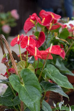 Büyük kırmızı anthurium tropikal çiçekli güzel bir süsleme.