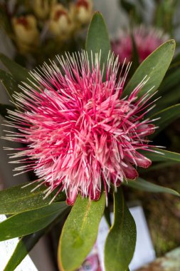 Çalıların bakımı Hakea Laurina veya Pin-cushion hakea