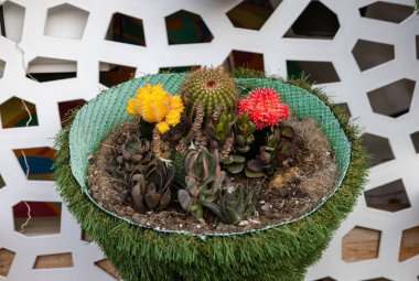 Torremolinos 'taki gezinti güvertesinde kaktüslerin çiçeksel kompozisyonu ve sedum. Costa del Sol. İspanya