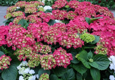 Bahçedeki çiçek açan ortanca çiçeklerine yakın çekim