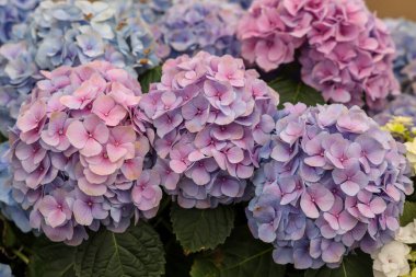 Bahçedeki çiçek açan ortanca çiçeklerine yakın çekim