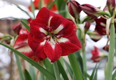 Beautifully blooming red and white amaryllis flowers clipart