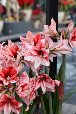 Güzel açan kırmızı ve beyaz Amaryllis çiçekleri