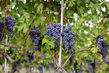 Barolo, Piemonte, Langhe şarap bölgesi ve İtalya 'nın Unesco mirasında yeşil yapraklı güzel siyah nebbiolo üzümleri.