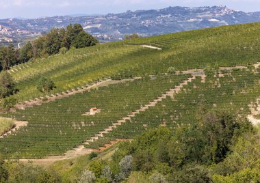 Langhe vineyards near Barolo Unesco Site, Piedmont, Italy clipart