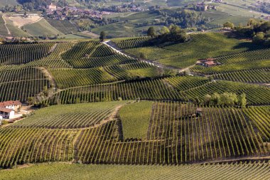 La Morra 'dan Langhe üzüm bağlarının manzarası, UNESCO Sitesi, Piedmont, İtalya