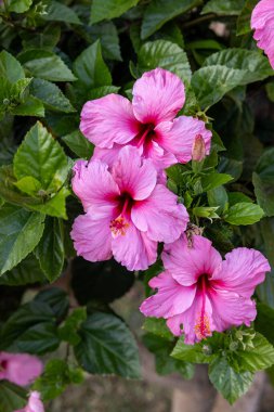 Beautiful pink flowers of Hibiscus syriacus in garden