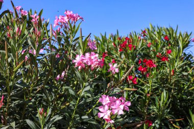 Güzel küçük Oleander çiçekleri. Beyaz, pembe ya da kırmızı çiçek kümeleri için sıcak ülkelerde yaygın olarak yetişen zehirli ve yeşil bir çalılık..