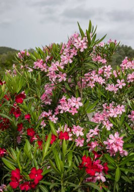 Güzel küçük Oleander çiçekleri. Beyaz, pembe ya da kırmızı çiçek kümeleri için sıcak ülkelerde yaygın olarak yetişen zehirli ve yeşil bir çalılık..