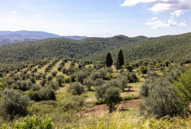 Grosseto 'nun Montemassi bölgesindeki bir yamaçta eski zeytin ağaçları. Toskana 'da. İtalya